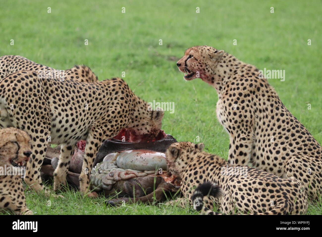 Groupe de guépards se nourrissant de nouveau des gnous carcasse, Parc National de Masai Mara, Kenya. Banque D'Images