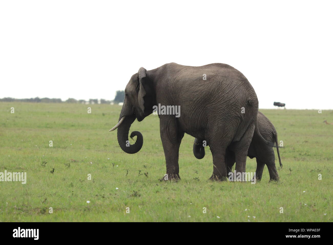 Maman éléphant et son petit dans la savane, le Parc National de Masai Mara, Kenya. Banque D'Images