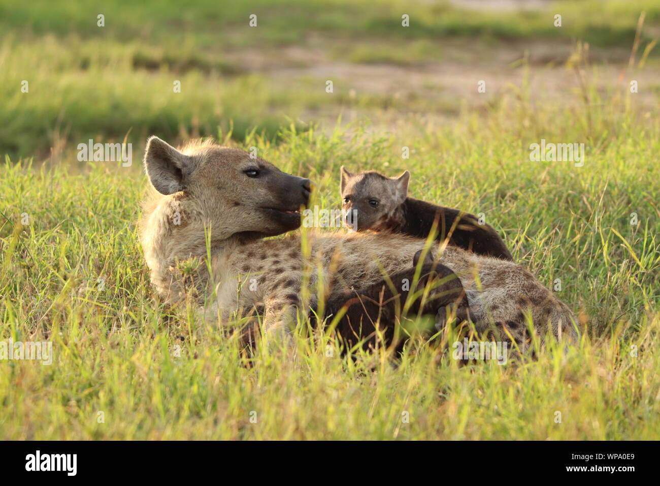 L'hyène tachetée maman et sa cub noir, Parc National de Masai Mara, Kenya. Banque D'Images