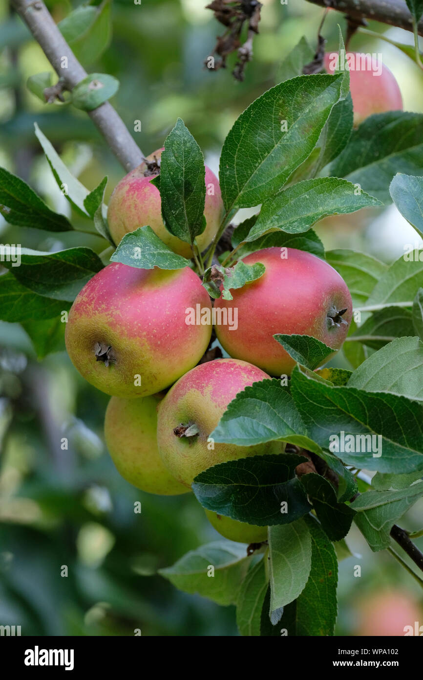 Close-up de Malus Malus, Maréchal Oyama Oyama Marshall, pommetier Maréchal Oyama pommes de crabe au début de l'automne qui poussent sur un arbre Banque D'Images