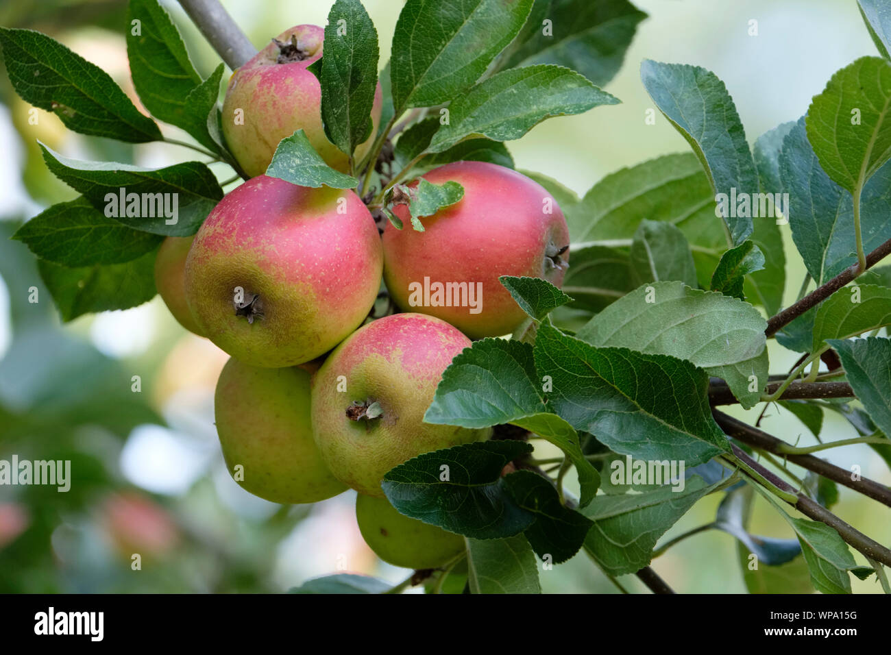 Close-up de Malus Malus, Maréchal Oyama Oyama Marshall, pommetier Maréchal Oyama pommes de crabe au début de l'automne qui poussent sur un arbre Banque D'Images