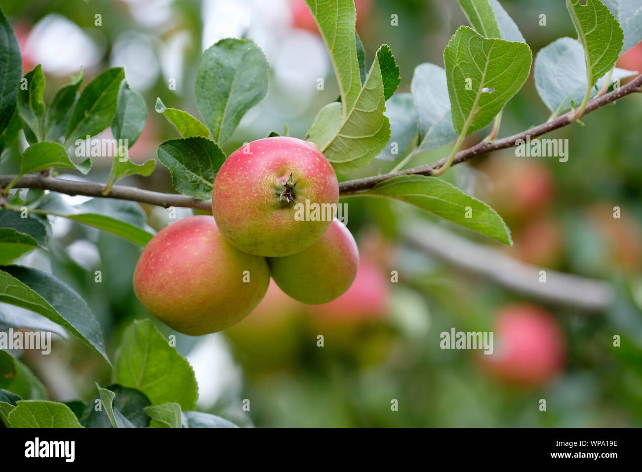 Close-up de Malus Malus, Maréchal Oyama Oyama Marshall, pommetier Maréchal Oyama pommes de crabe au début de l'automne qui poussent sur un arbre Banque D'Images