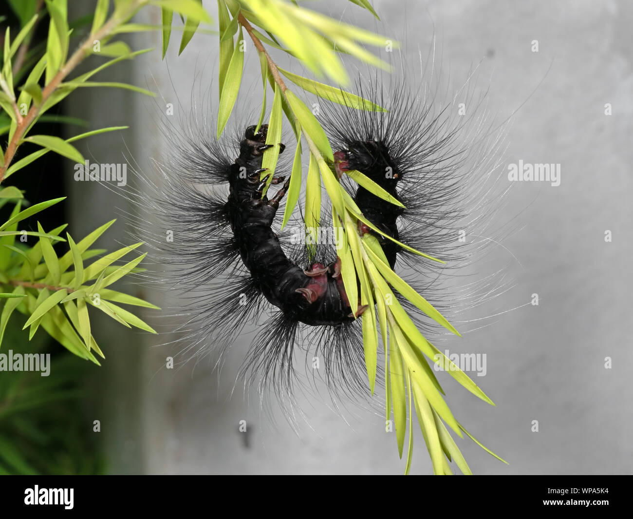 La macro photographie de Hairy Caterpillar grimper sur les feuilles vertes Banque D'Images