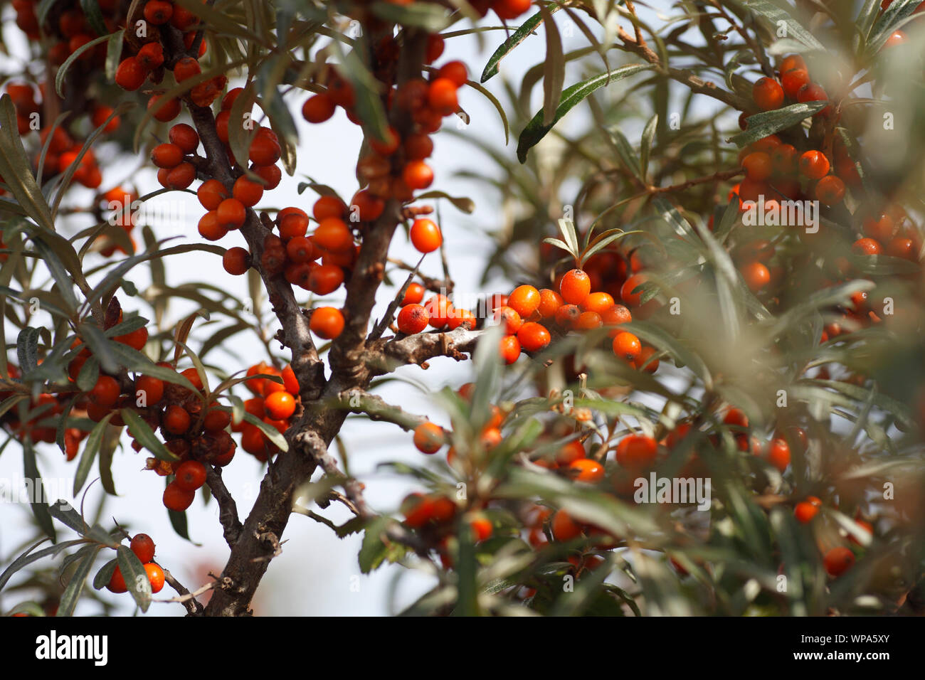 Petits fruits orange de l'Argousier, Hippophae. Banque D'Images