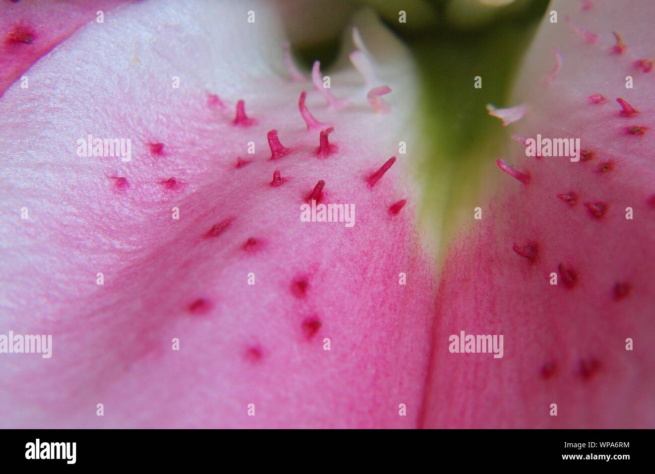 Gros plan macro shot de lilly rose oriental stargazer lilium orientalis () Banque D'Images