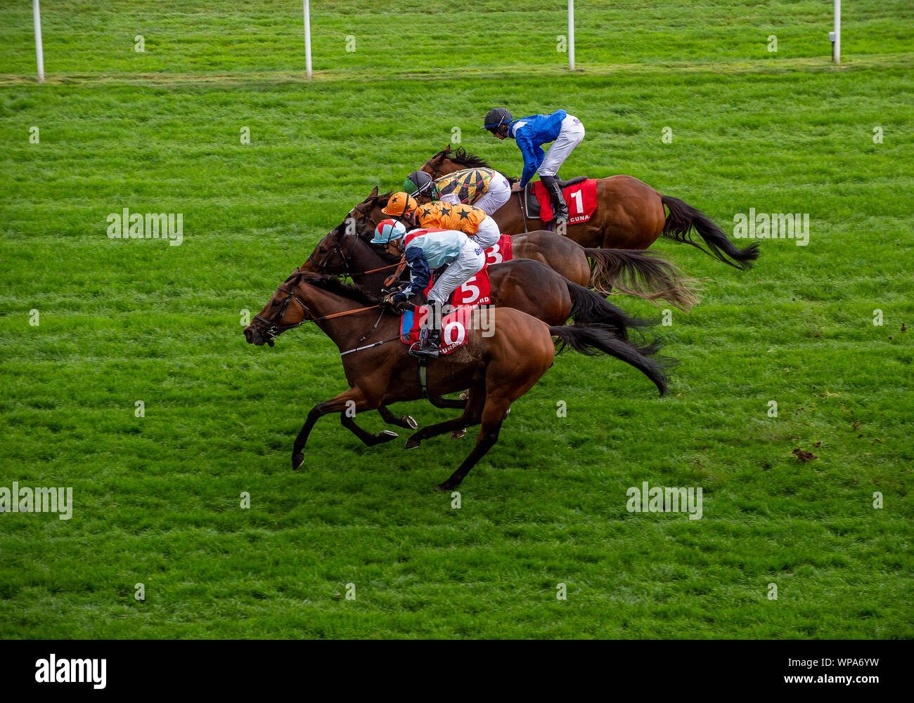 Office du tourisme italien Festival de la nourriture et du vin, l'hippodrome d'Ascot, Ascot, Berkshire, Royaume-Uni. 7 Septembre, 2019. Au coude à coude pour ces chevaux. Credit : Maureen McLean/Alamy Banque D'Images