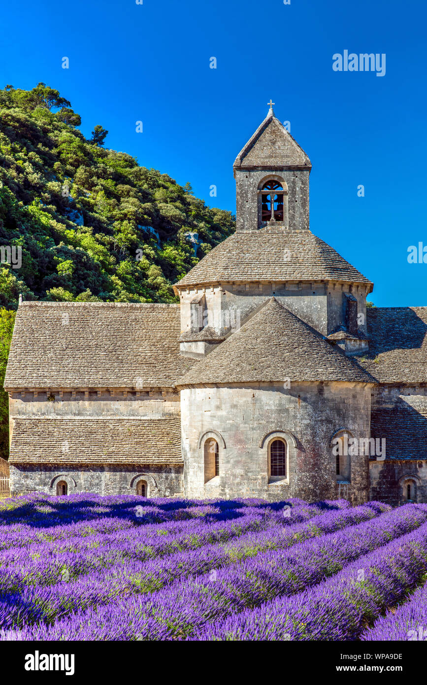 Abbaye de Sénanque ou Abbaye Notre-Dame de Sénanque avec champs de lavande, Gordes, Provence, France Banque D'Images