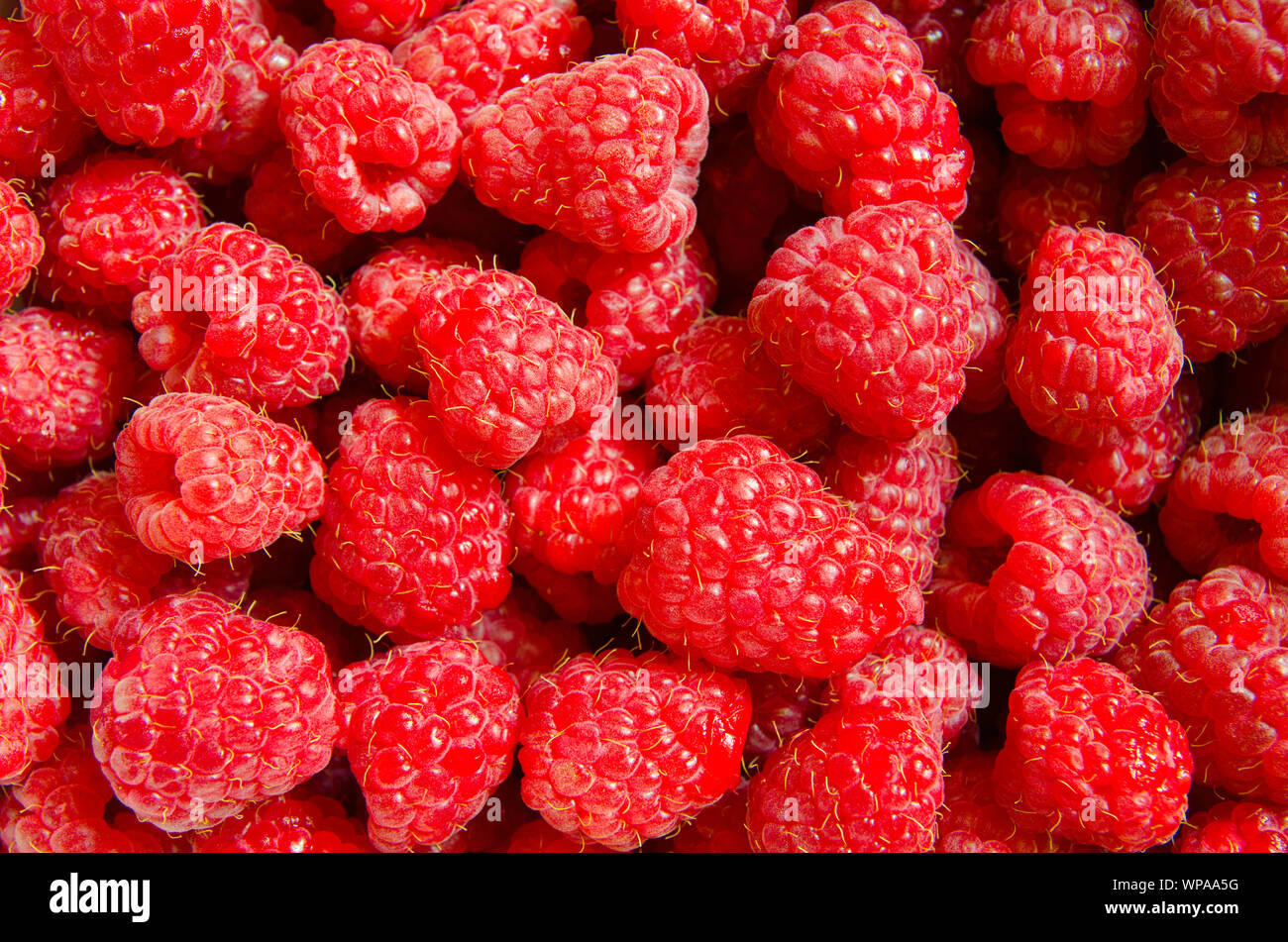 Frais et sucré framboise fond Banque D'Images