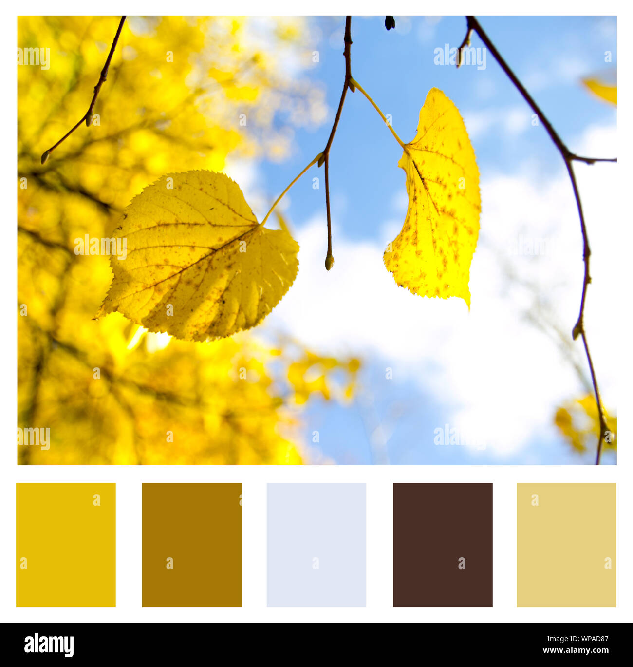 La palette des couleurs, paysage d'automne. Les feuilles des arbres d'automne fond de ciel. Banque D'Images
