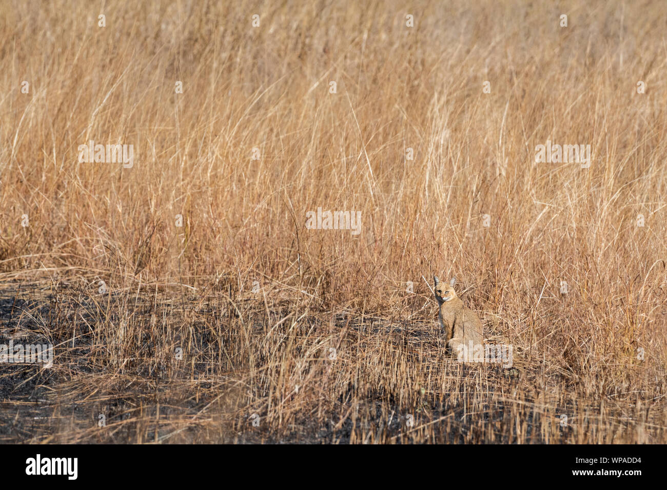 Chat de jungle ou felis chaus ou roseau des marais ou cat cat en forêt décidue sèche à la réserve de tigres de Ranthambore, Rajasthan, Inde Banque D'Images