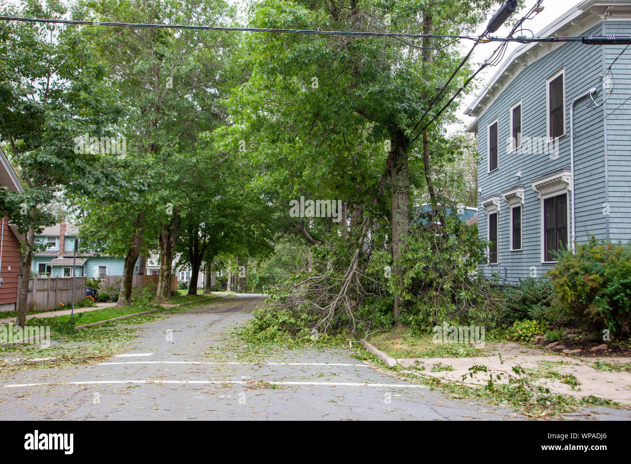 Halifax (Nouvelle-Écosse)- 8 septembre 2019 - à l'angle de la rue Beech et chêne un arbre abattu la pendaison après l'Ouragan Dorian Banque D'Images