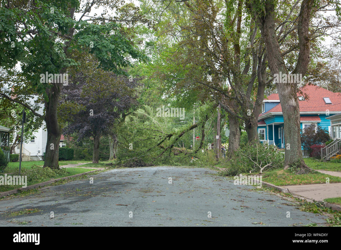 Dublin Street, Halifax (Nouvelle-Écosse)- 8 septembre 2019 - un énorme arbre tombé bloque une partie de la rue de Dublin, près de Berlin, et Almon à Halifax après Hurric Banque D'Images