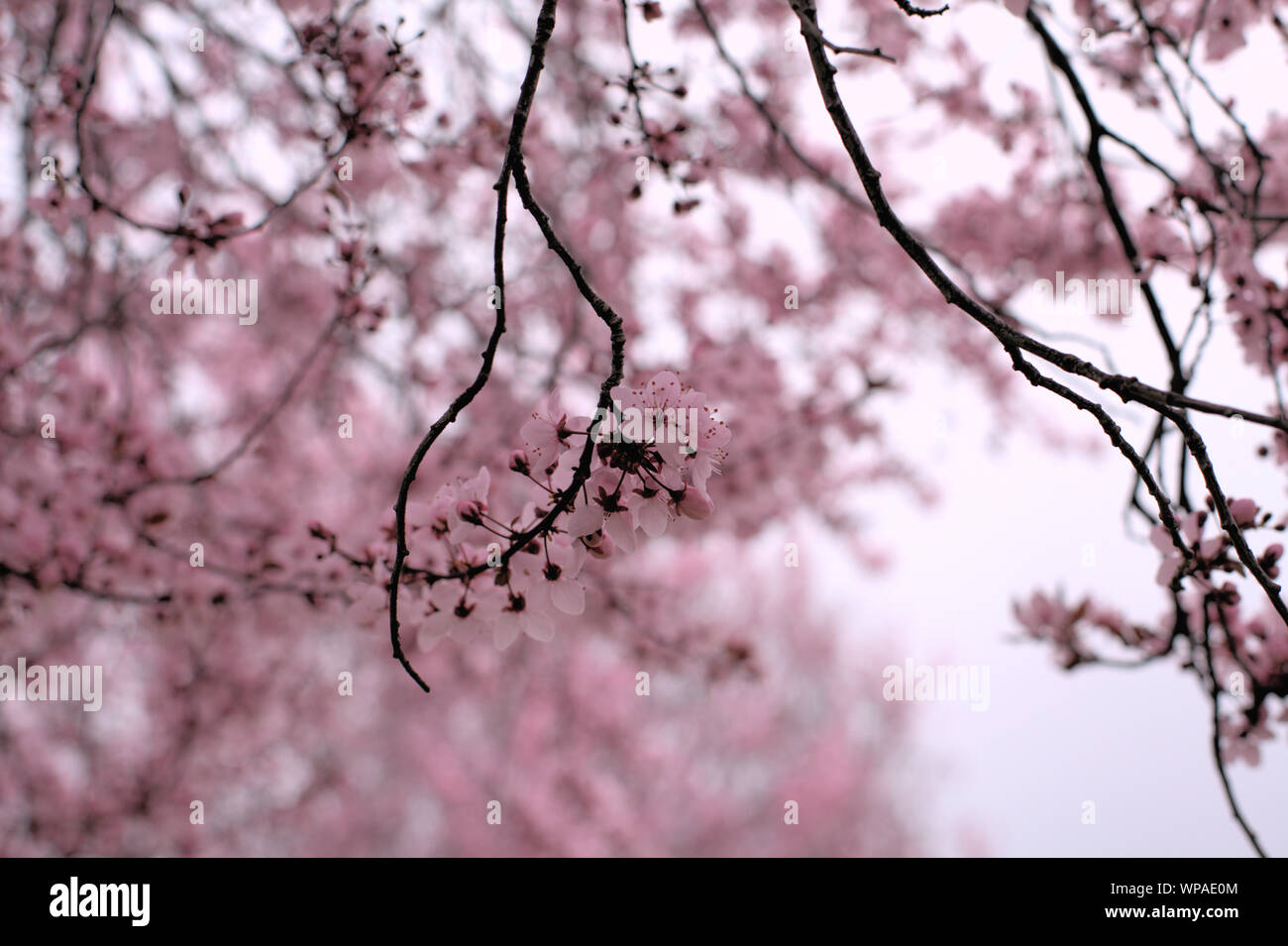 Plusieurs branches de la fleur de cerisier rose des fleurs au printemps sur un fond blanc dans la région de Ashland, Oregon, USA Banque D'Images