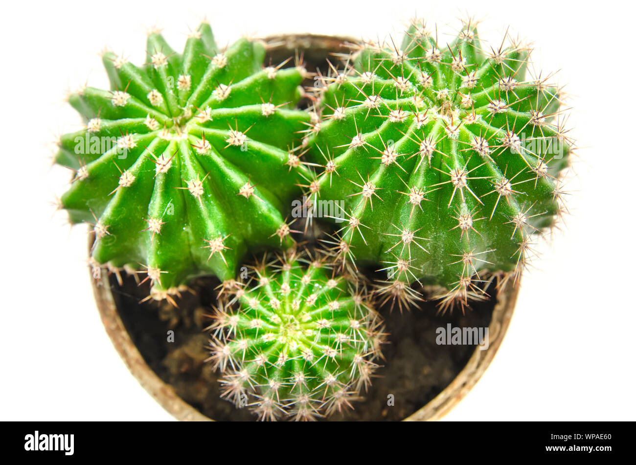 Cactus en pot isolé sur fond blanc Banque D'Images