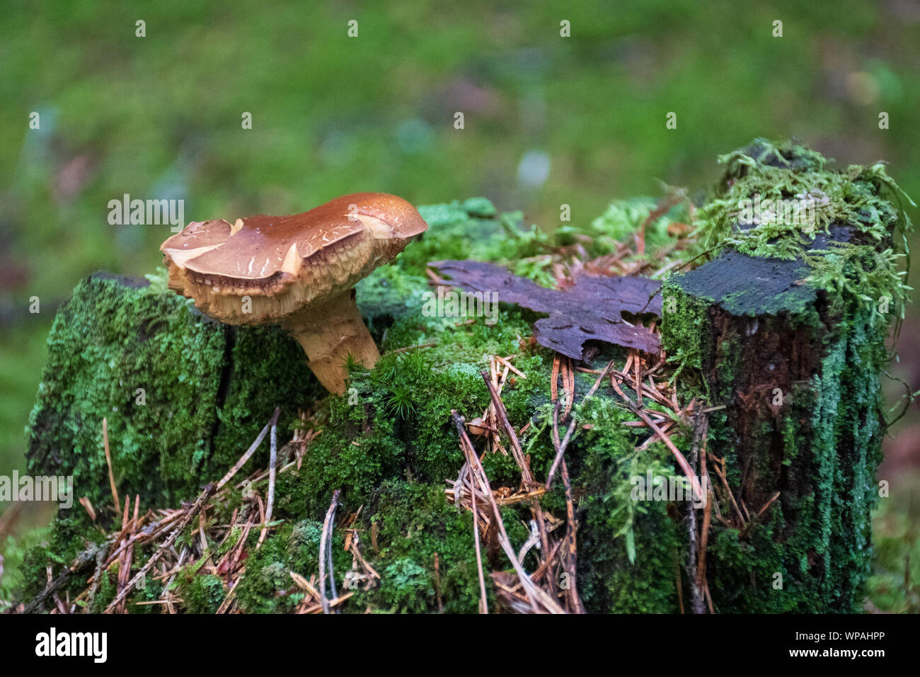 Belle brune gros plan milkcup barbu de champignons poussant sur un vieux tronc avec mousse verte. Champignons Champignons macro, photo, photo de forêt, forêt Banque D'Images