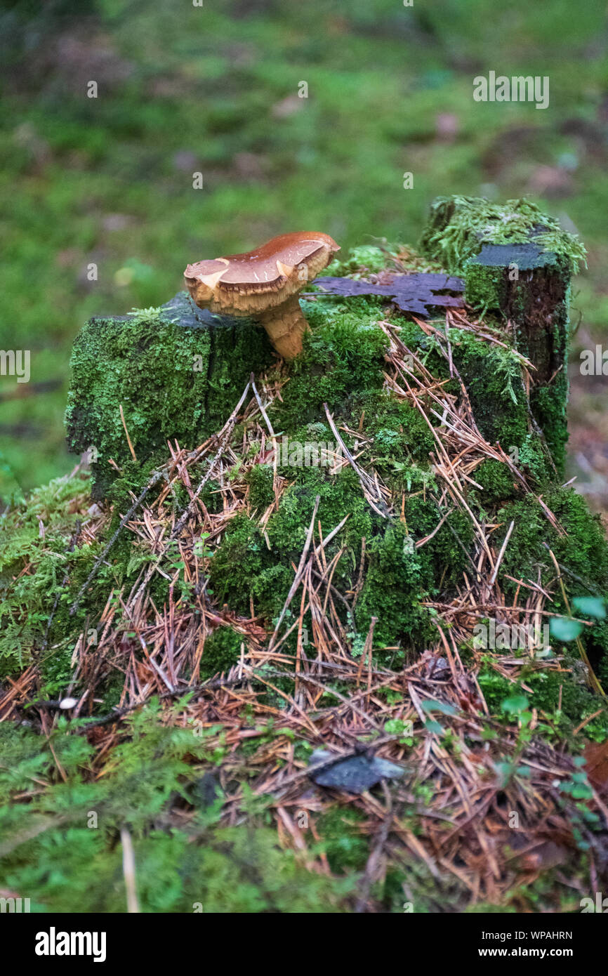 Belle brune gros plan milkcup barbu de champignons poussant sur un vieux tronc avec mousse verte. Champignons Champignons macro, photo, photo de forêt, forêt Banque D'Images