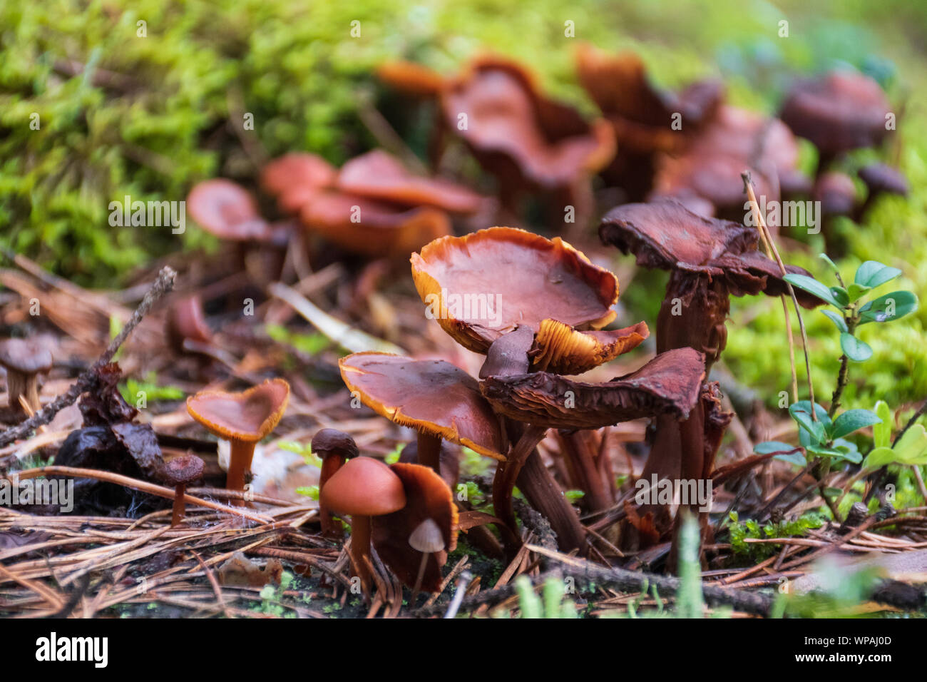 Gros plan magnifique d'un groupe de faire revenir les champignons qui poussent sur un vieux tronc avec mousse verte. Champignons Champignons macro, photo, photo de forêt, forêt Banque D'Images