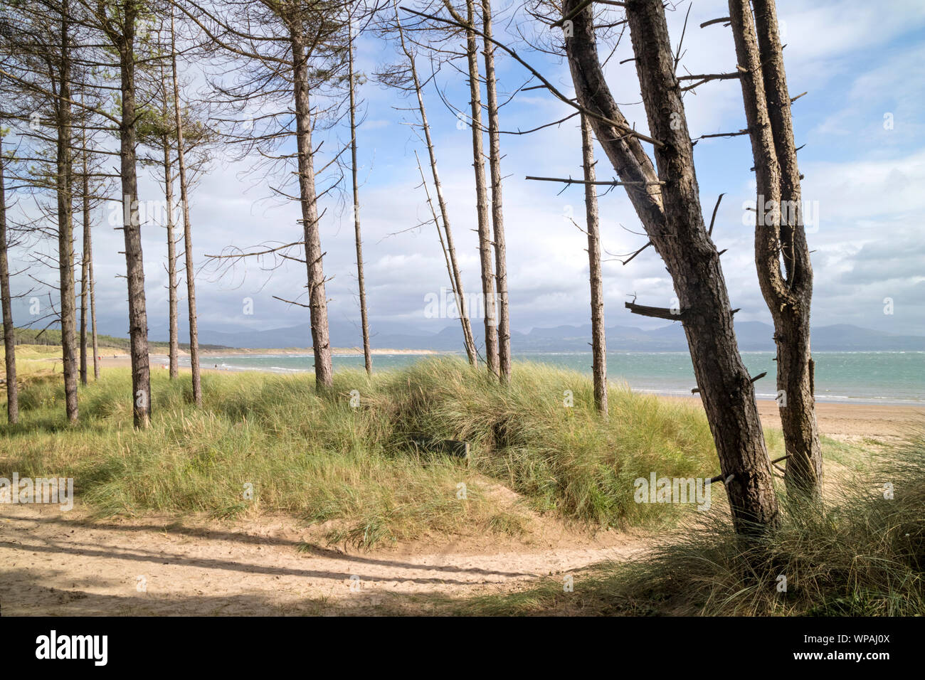 Newborough Warren National Nature Reserve, Ynys île Llanddwyn, Rivier, au nord du Pays de Galles, Royaume-Uni Banque D'Images