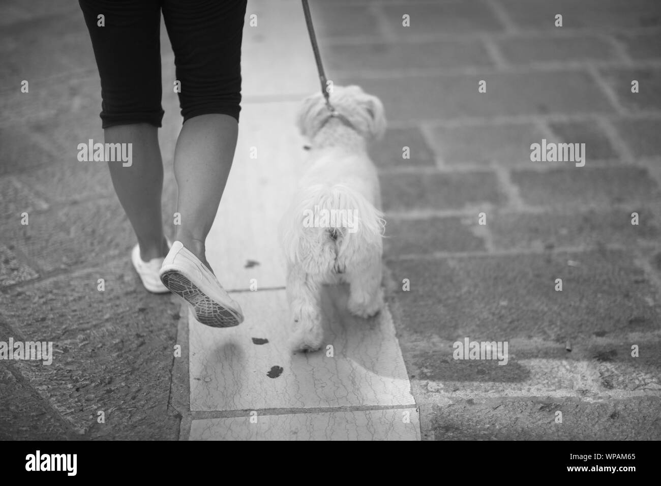 Shaggy blanc chiot sur une marche avec la maîtresse sur une rue de la ville Banque D'Images