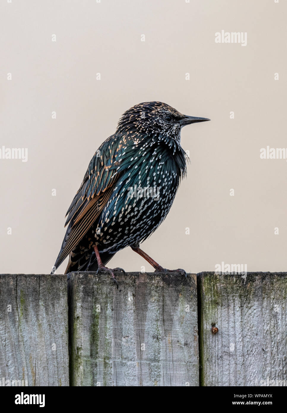 Un Étourneau sansonnet (Sturnus vulgaris), perché sur le haut d'une clôture de jardin en bois Banque D'Images