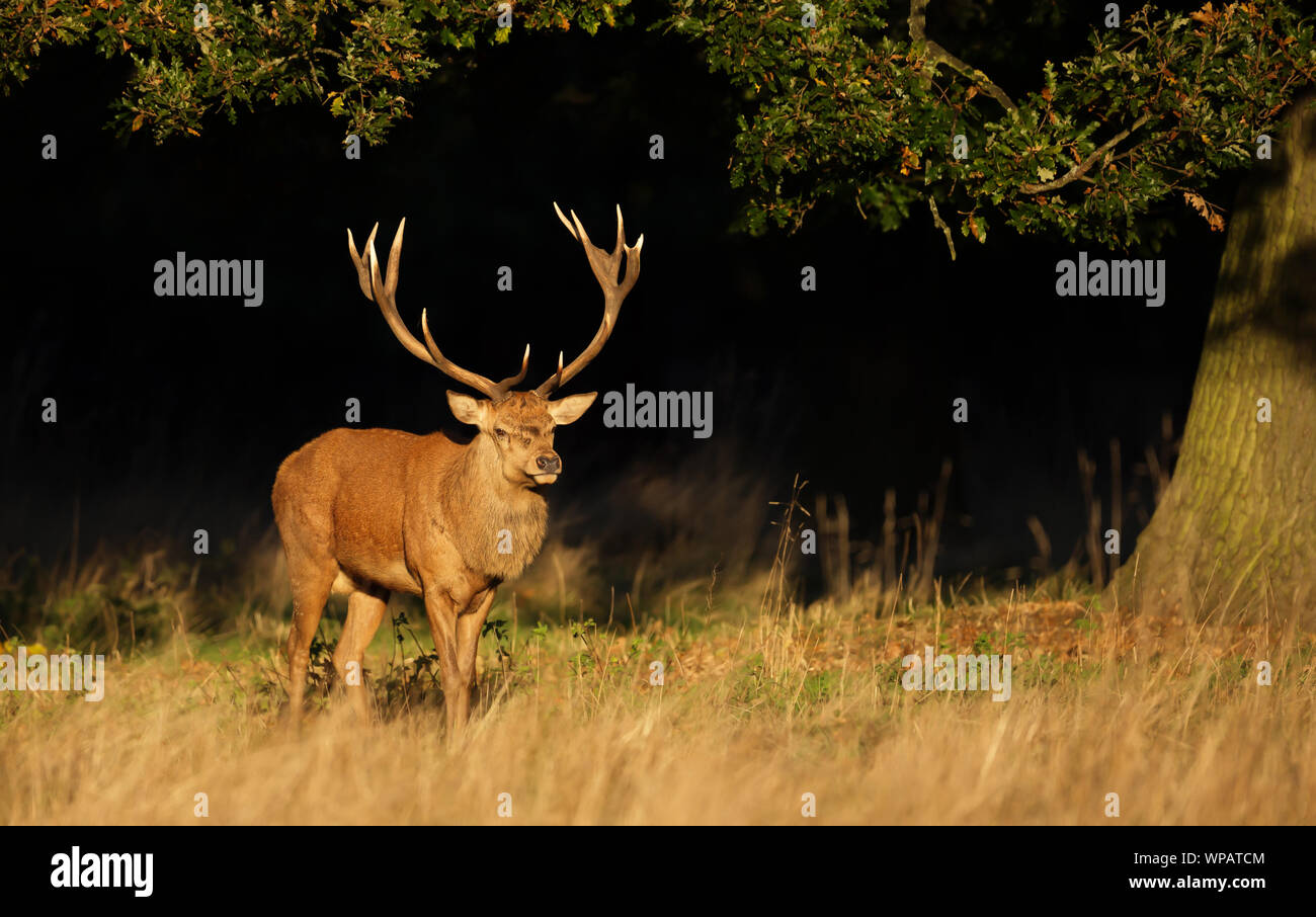 Red Deer stag debout sous un vieil arbre au cours de saison du rut en automne, au Royaume-Uni. Banque D'Images