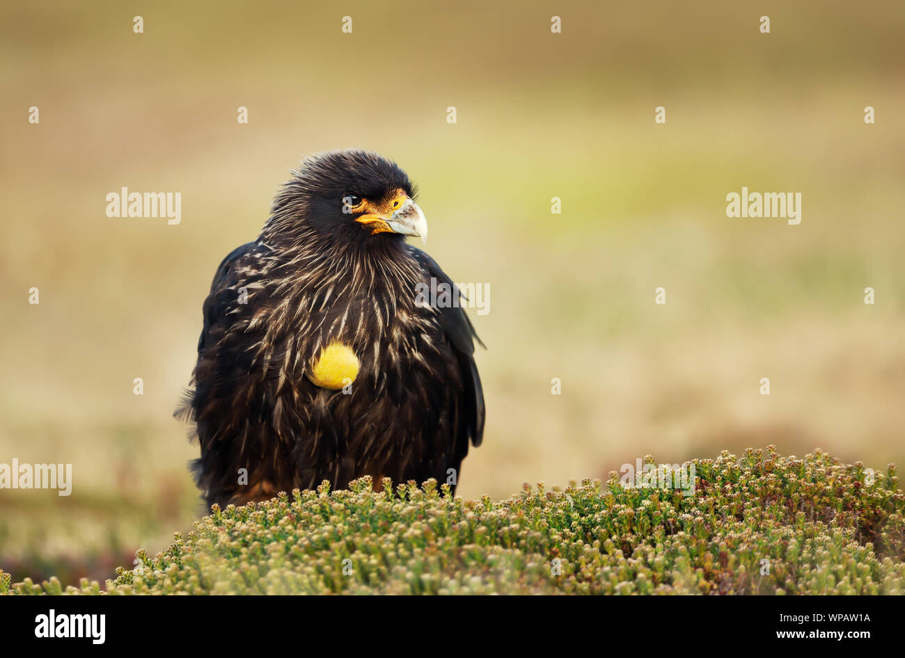 Close-up de Caracara strié contre un arrière-plan vert, îles Falkland. Banque D'Images