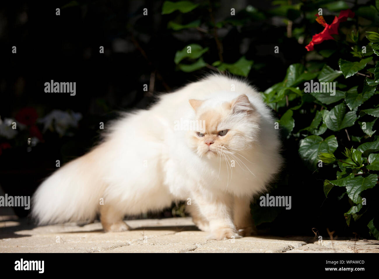 Grouchy à la race pure himalayan cat. Banque D'Images