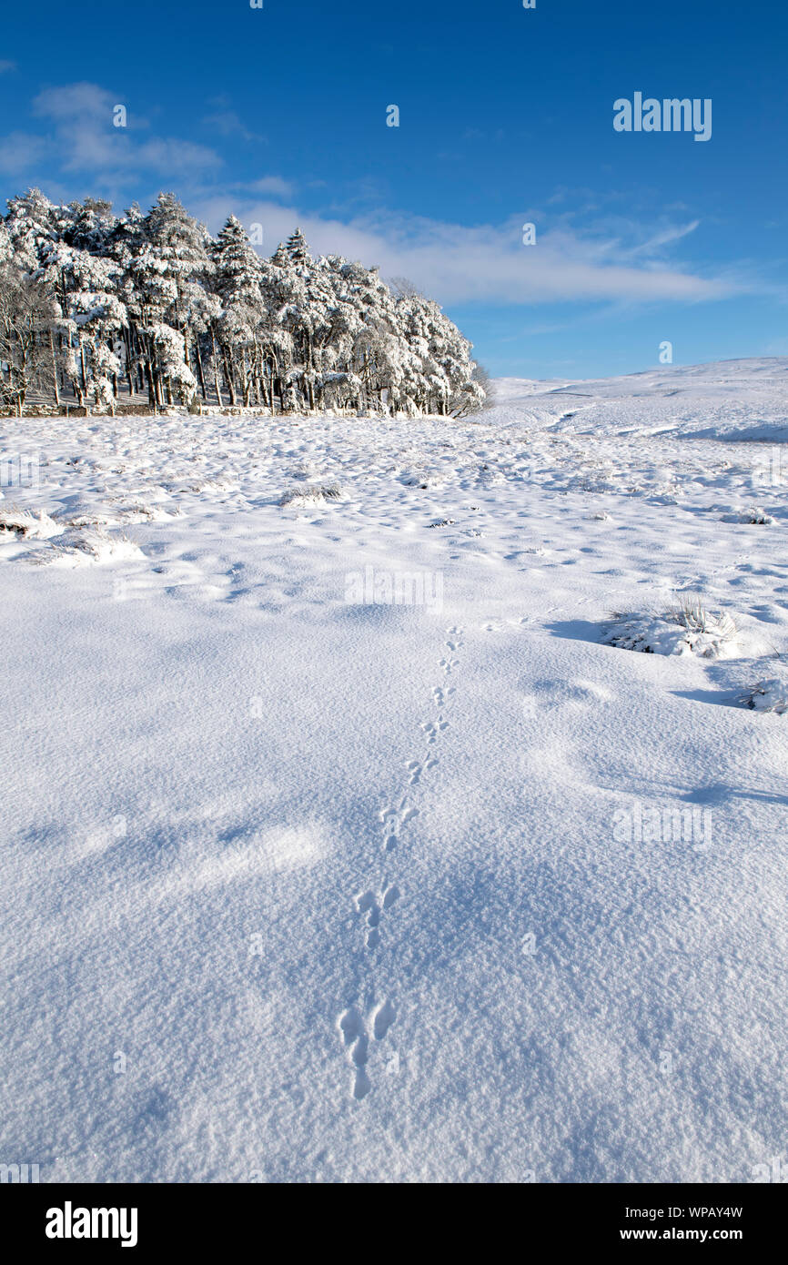 Les voies d'un lièvre Brun, Lepus europaeus, dans la neige sur une lande. , Cumbria (Royaume-Uni). Banque D'Images