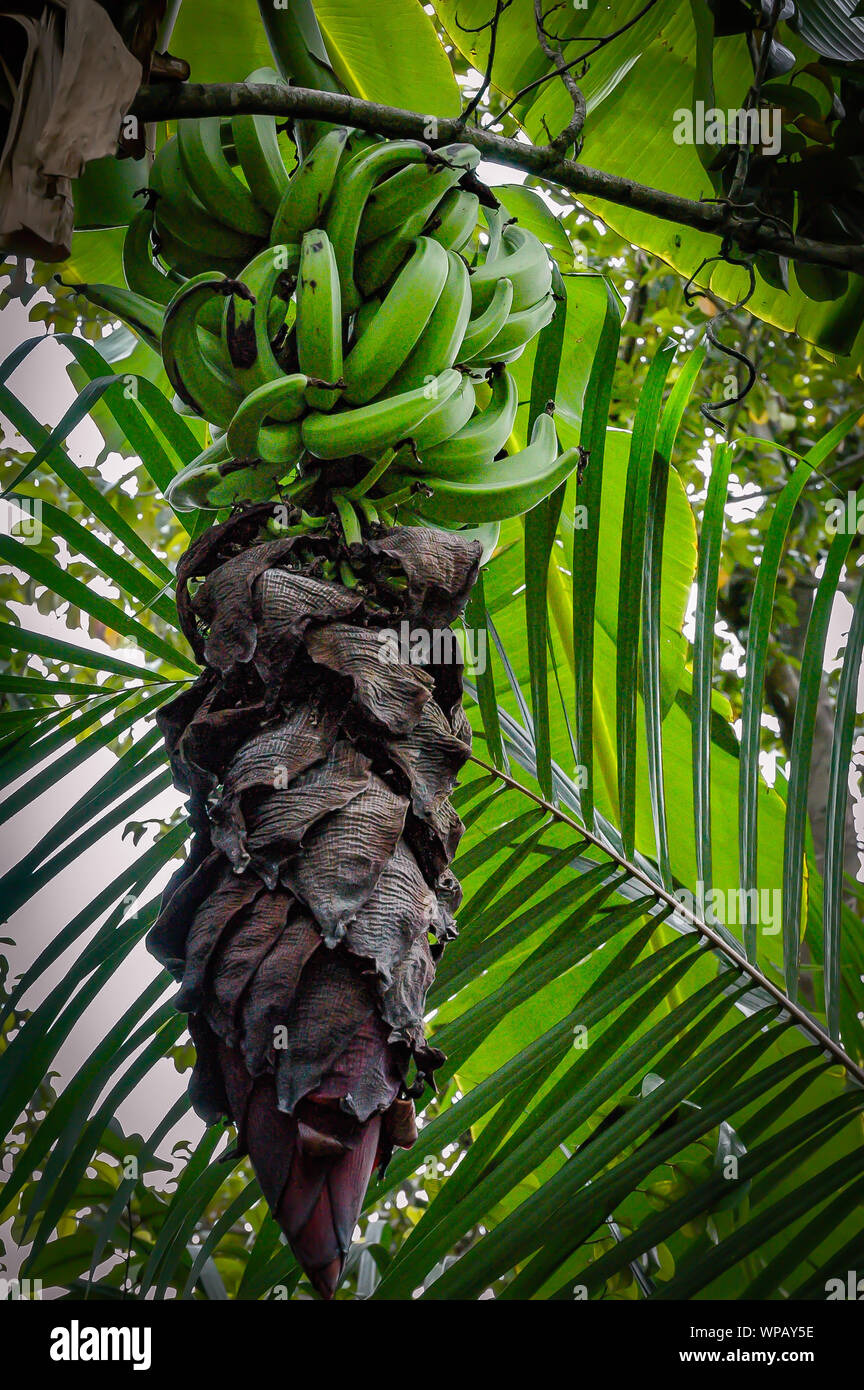 Plant de banane sur l'arbre Banque D'Images