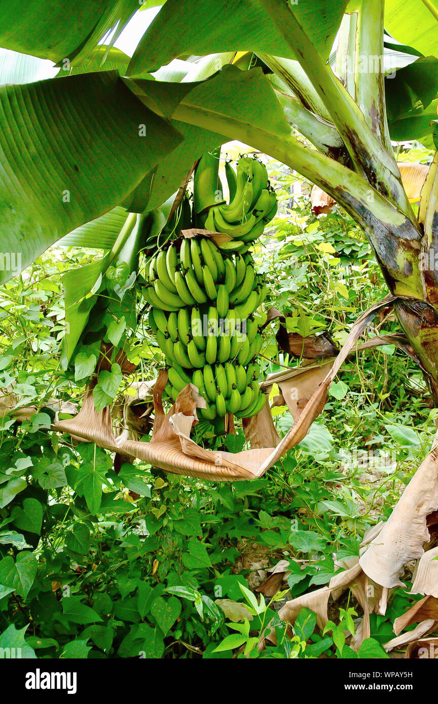 La banane verte sur l'arbre avec high angle view, sans infection. Banque D'Images