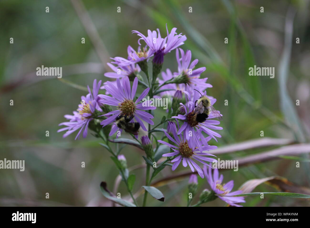 Aster pourpre Banque D'Images