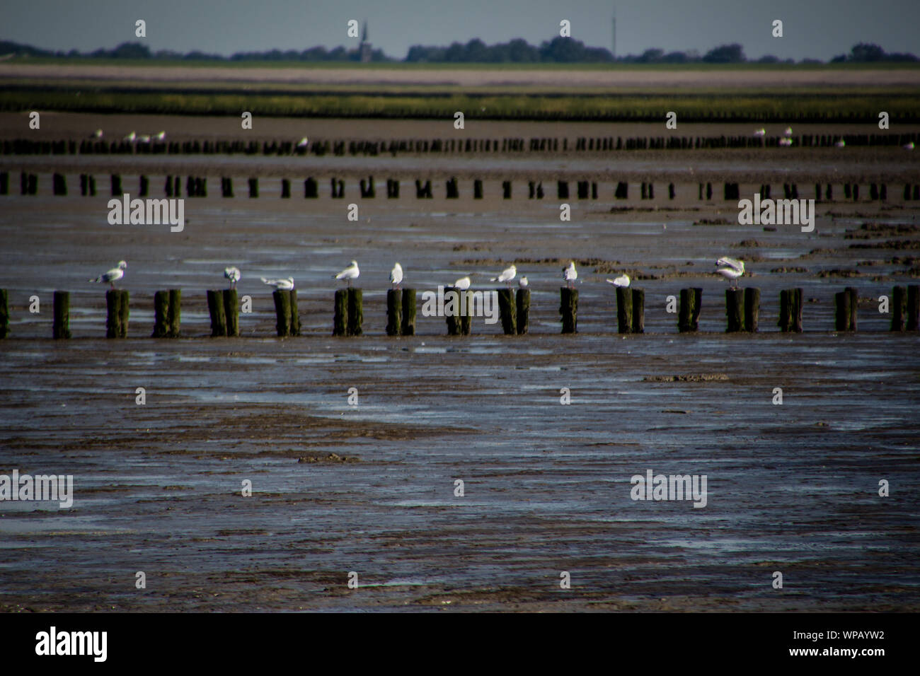 Un groupe de mouettes au repos sur poteaux de bois au bord de la mer au cours d'une marée basse à Holwerd, Pays-Bas, en août 2019 Banque D'Images