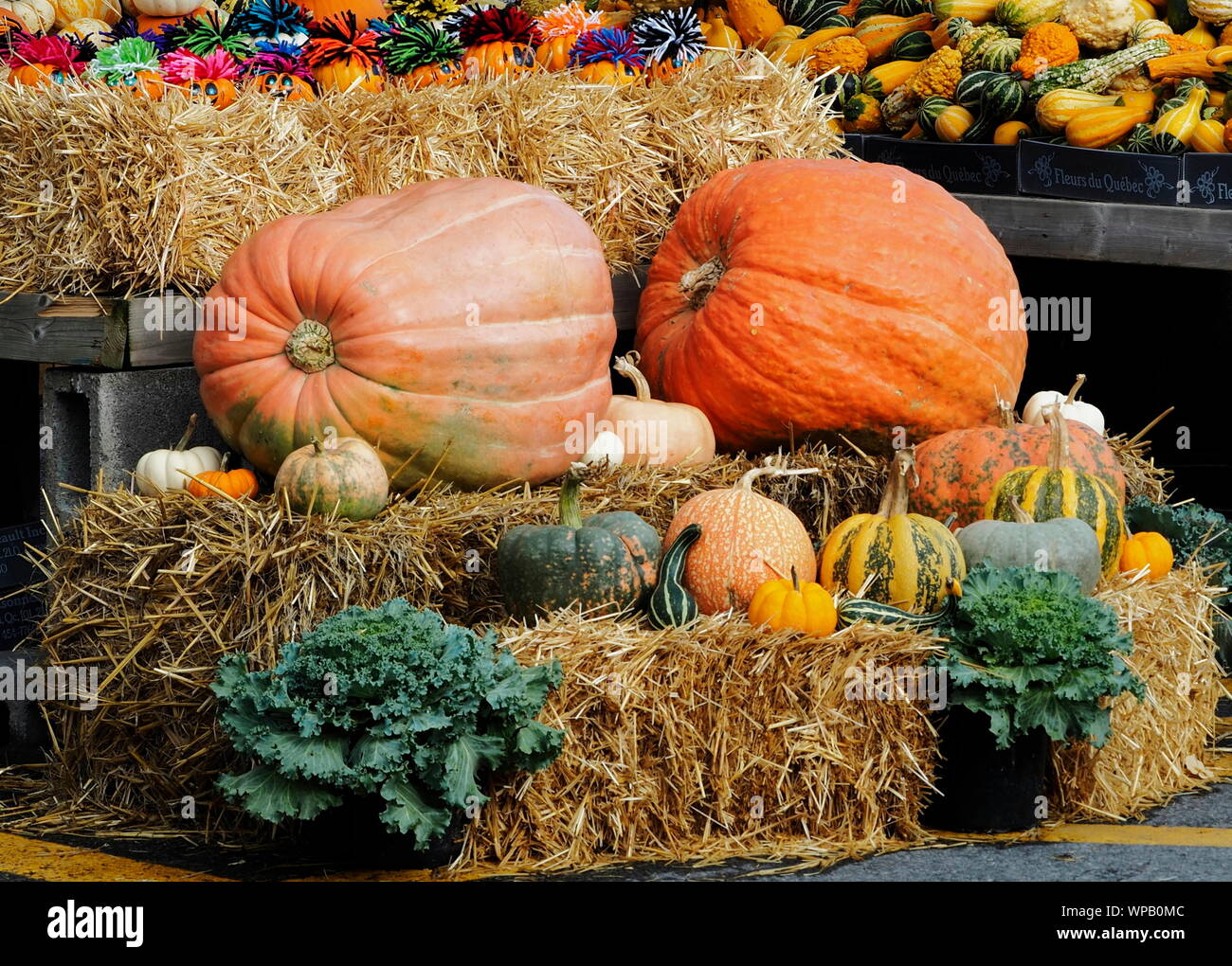 Différentes variétés de citrouilles, courges et gourdes sur des bottes de foin avec miniature peinte jack-o-lanternes et kale Banque D'Images