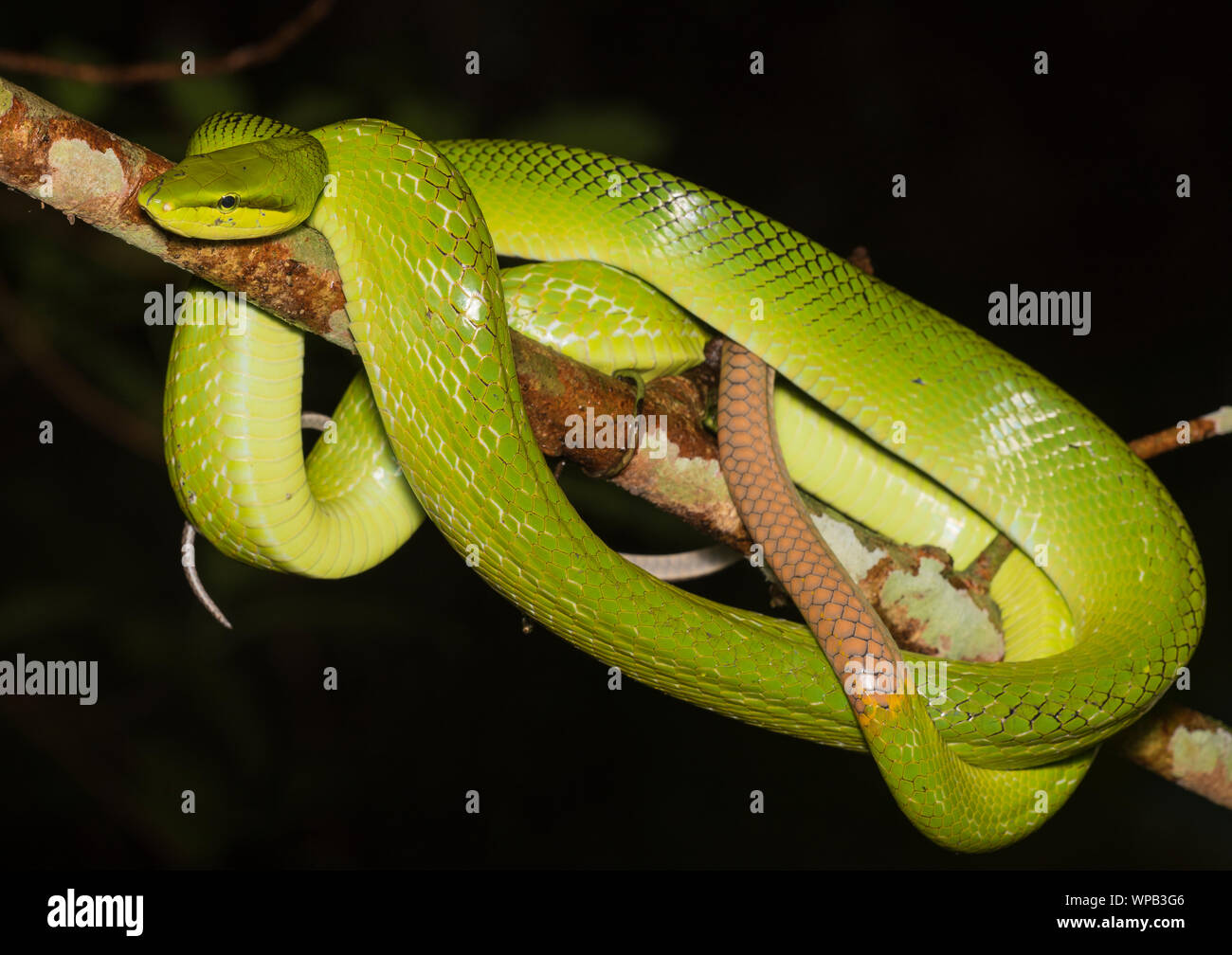 (Gonyosoma oxycephalum Red-Tailed Racer) enroulé autour d'une branche dans la jungle de Kaeng Krachan NP en Thaïlande. Banque D'Images