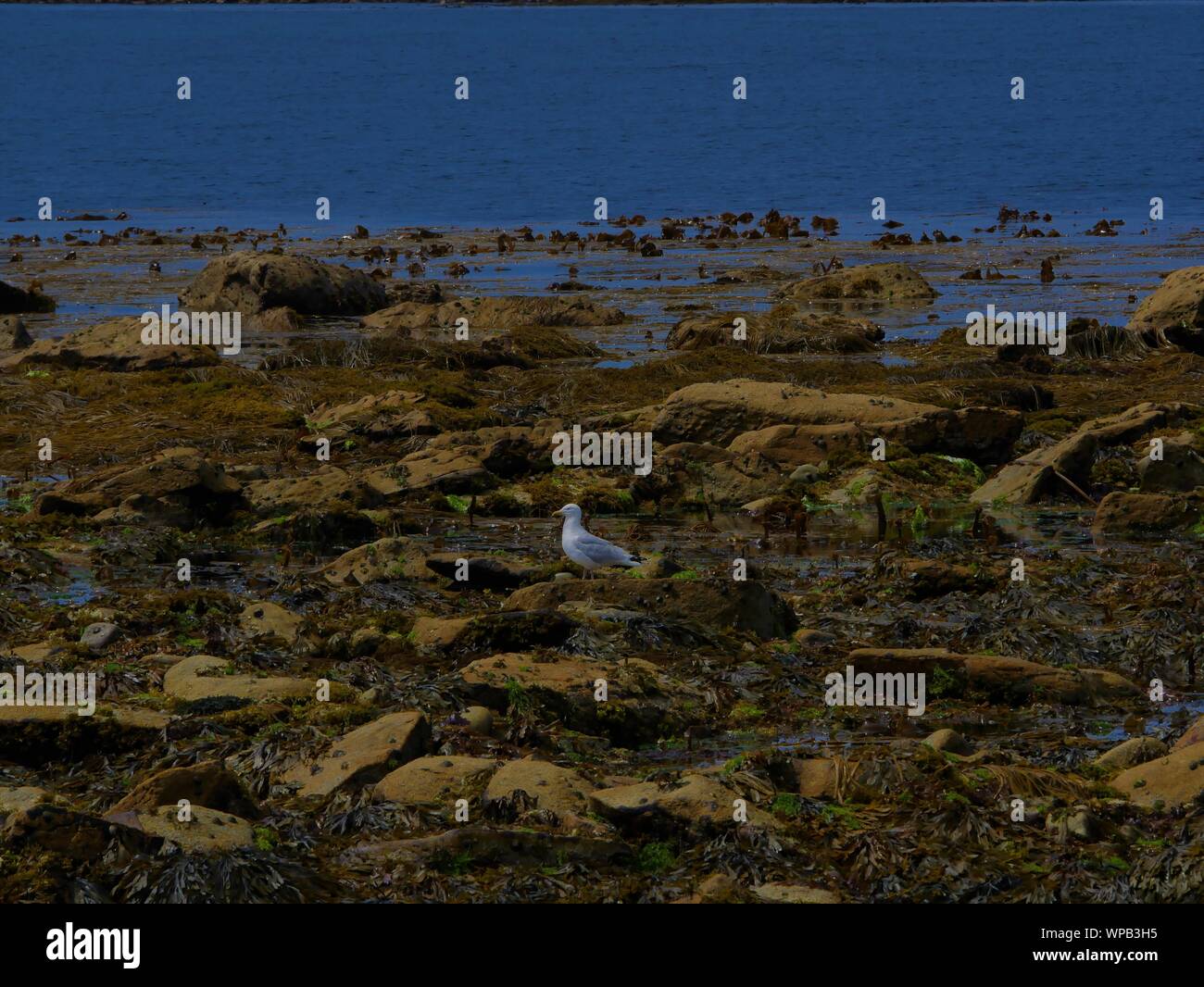 Goéland, au bord de l eau , goéland sur les algues , goéland dans les algues au bord de l'eau , goéland sur l'île de molène Banque D'Images