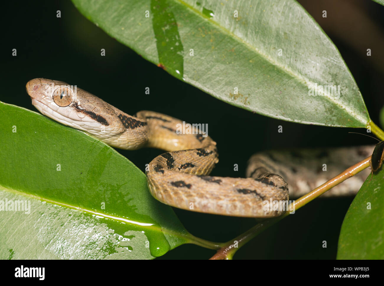 Chat Siamois (serpent Boiga siamensis) dans un arbre de nuit dans la forêt tropicale du Parc National de Kaeng Krachan. Banque D'Images