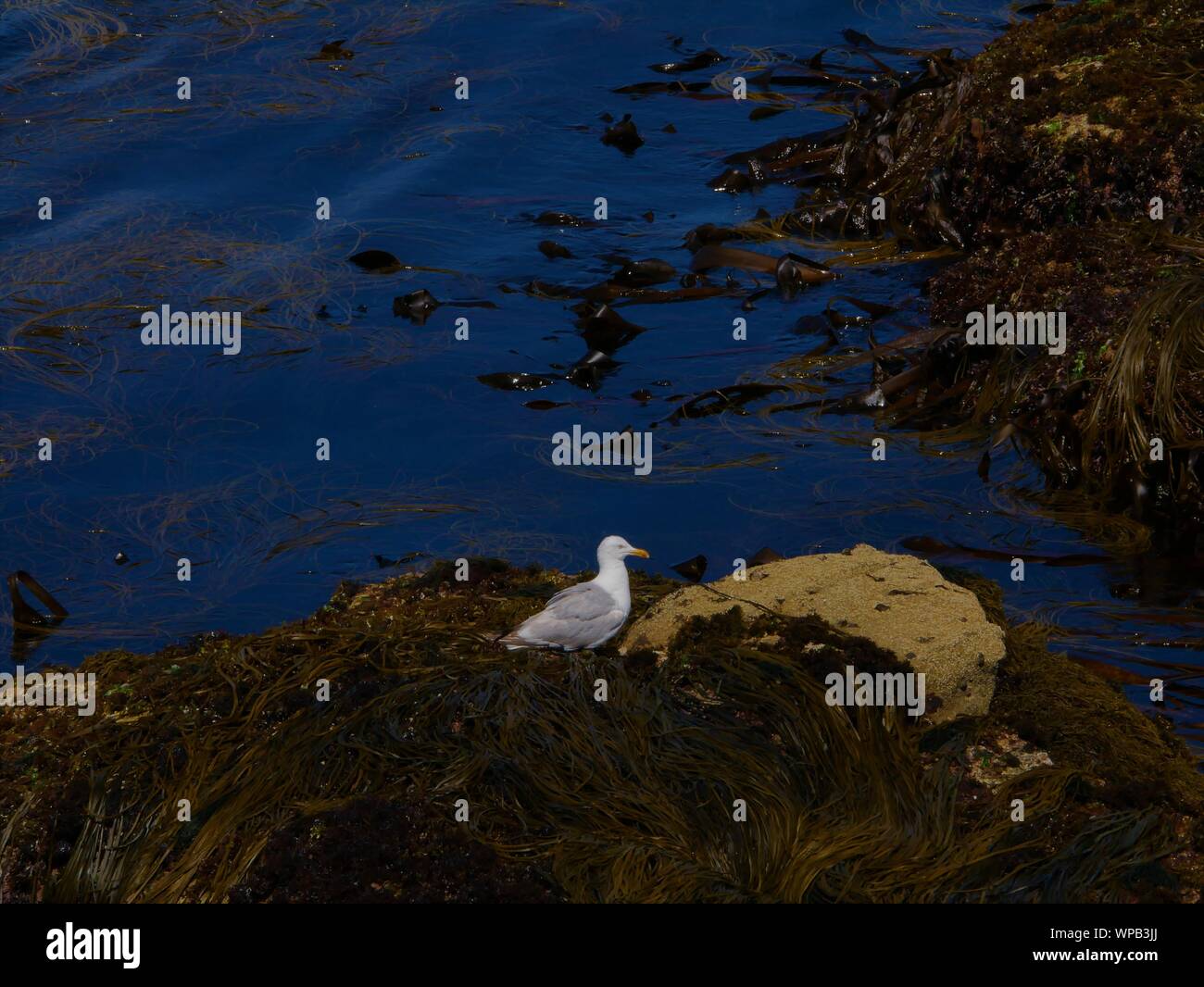 Goéland, au bord de l eau , goéland sur les algues , goéland dans les algues au bord de l'eau , goéland sur l'île de molène Banque D'Images