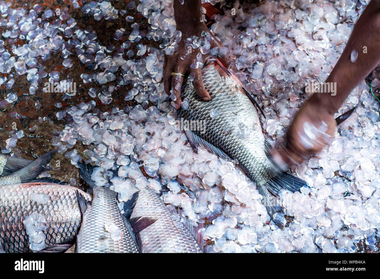 Nettoyage du poisson pêcheur après avoir vendu du poisson au marché de poissons local au Bangladesh, le style de vie rural urbain de rue photo Bangladesh hilsha ilsha padma Banque D'Images