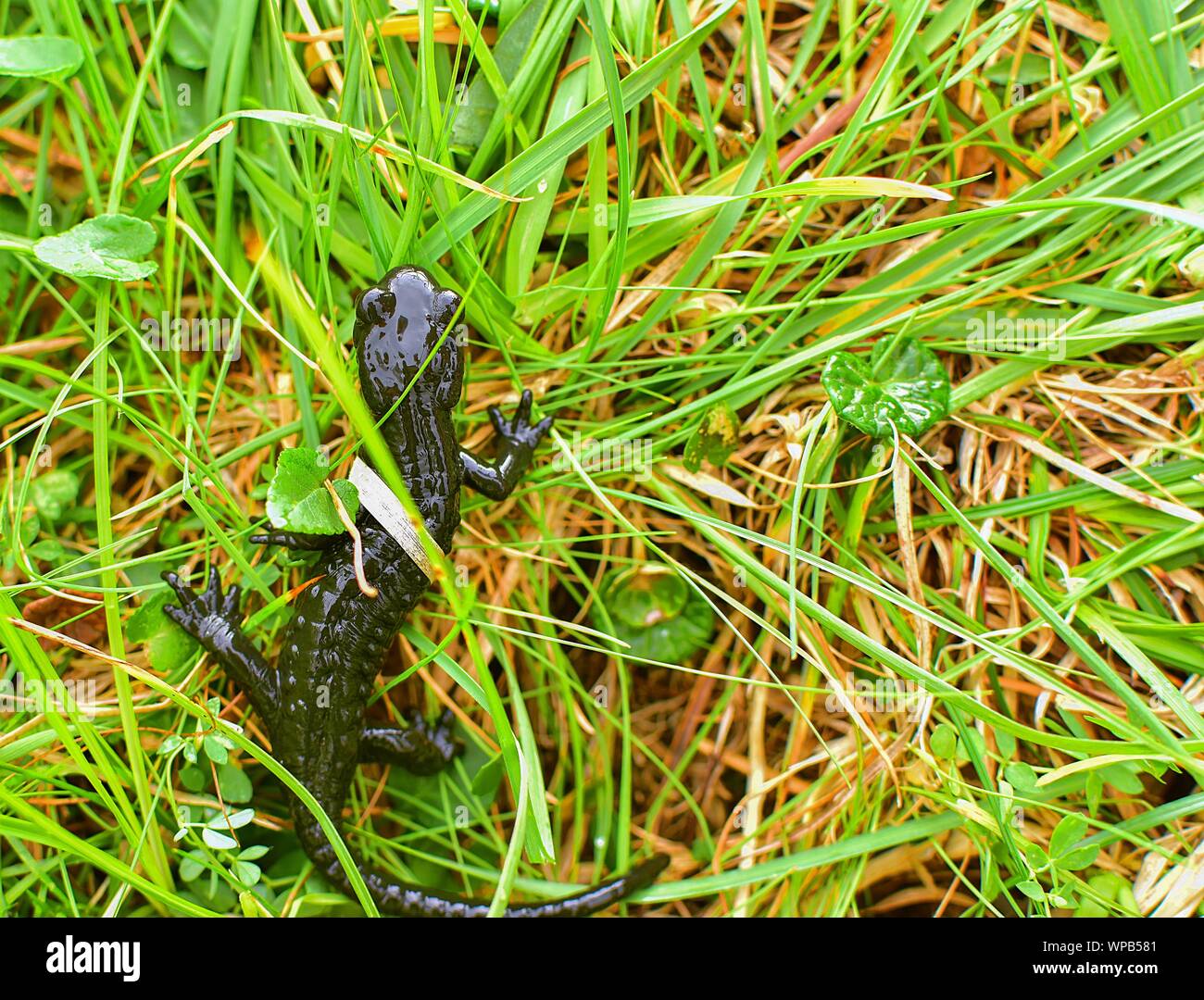 La salamandre alpestre Salamandra atra dans l'herbe, haut dans les montagnes Banque D'Images