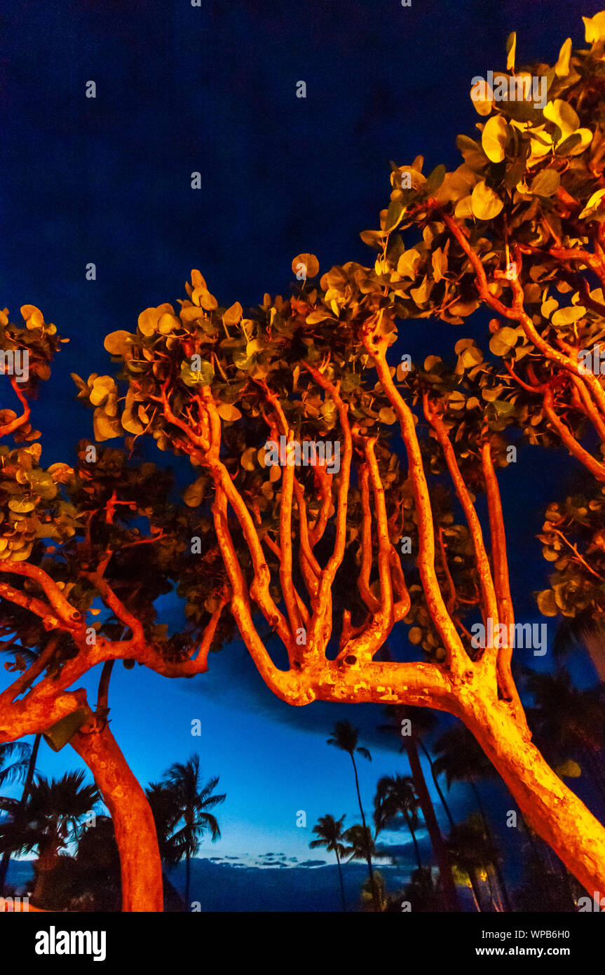 Arbre indigène au coucher du soleil éclairé par des lumières artificielles avec des palmiers qui se profile en arrière-plan, Maui, Hawaii, USA Banque D'Images