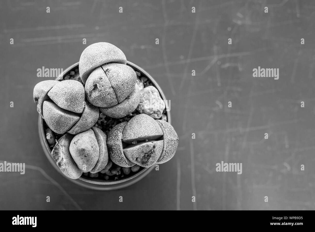 Mise à plat. Petit cactus dans un pot shot à partir de ci-dessus. Regarde comme des pierres. Photo en noir et blanc. Copier l'espace. Banque D'Images