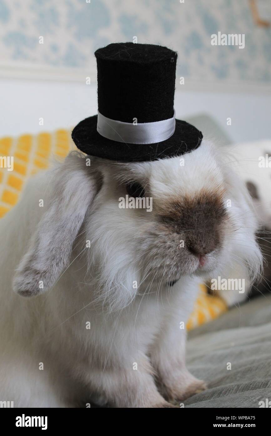 Lapin blanc portant un chapeau haut noir Banque D'Images