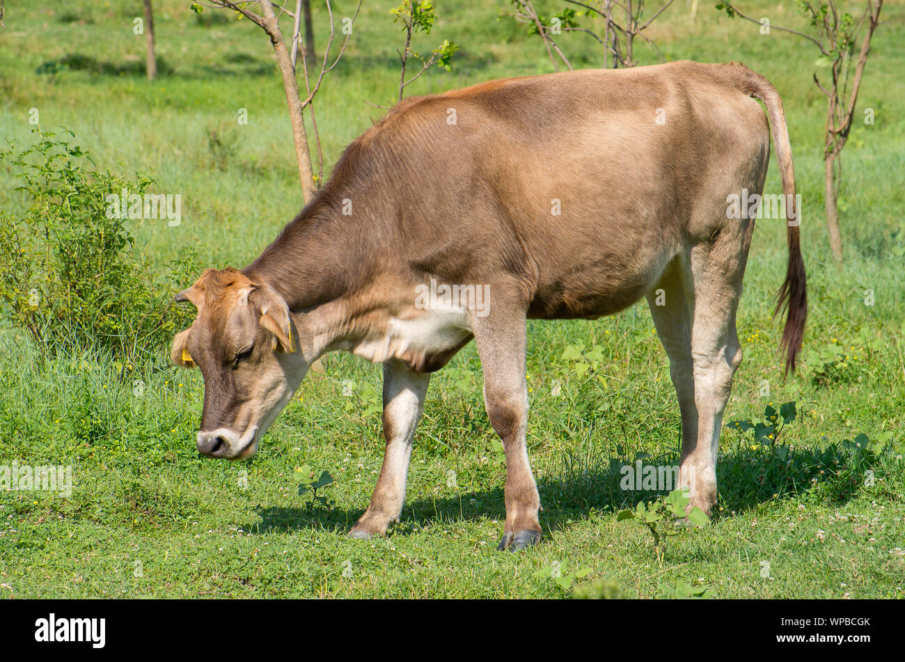 maladie de la vache folle Banque D'Images