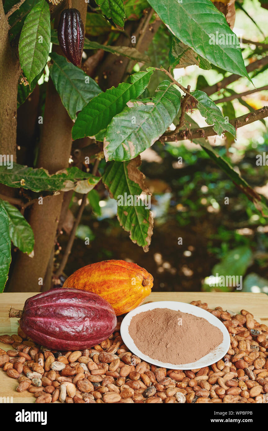 Thème de la ferme de cacao. Close up de cabosses de cacao sur table en bois Banque D'Images