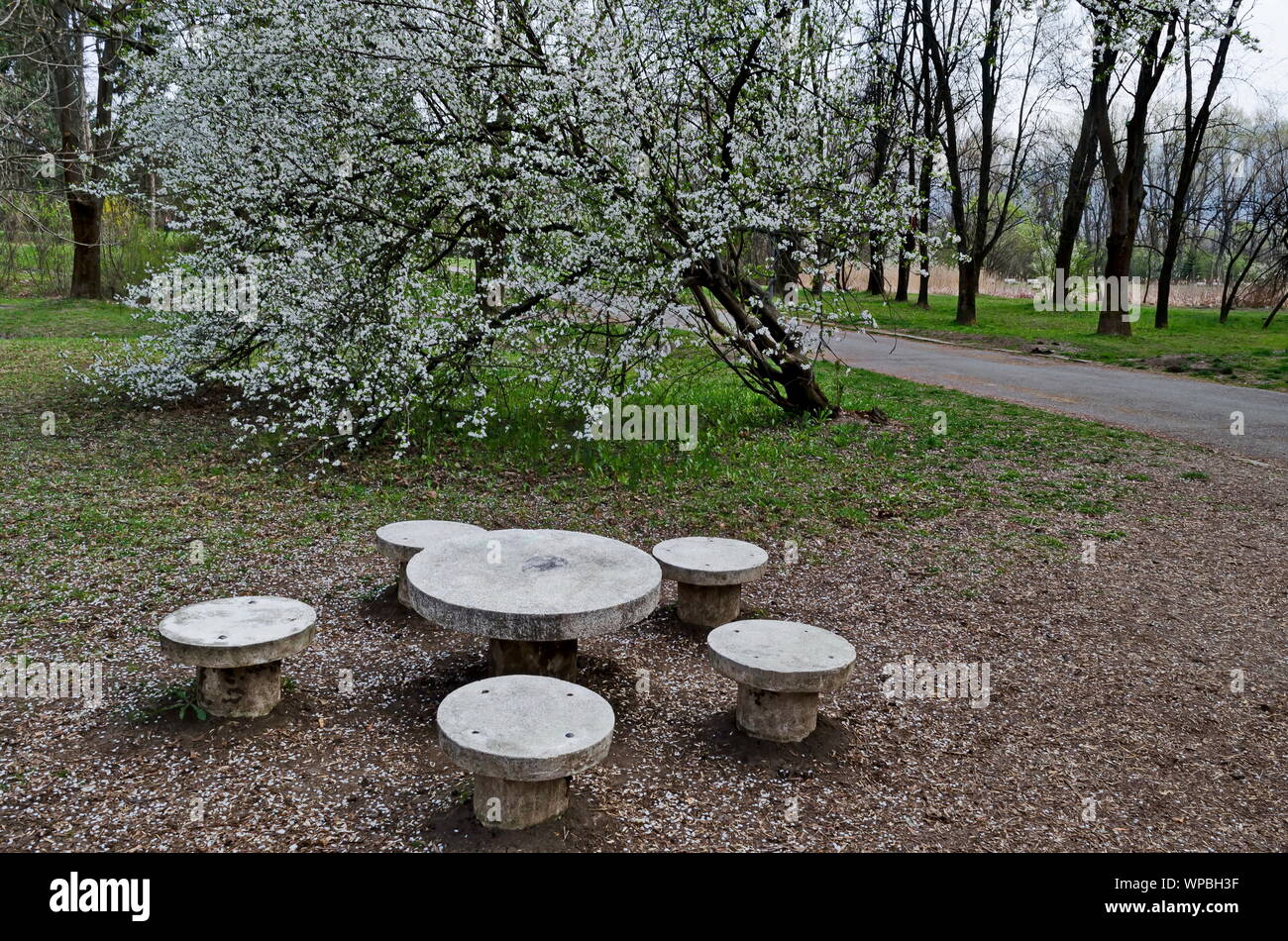 Voir le printemps de fleurs de prunier ou Prunus domestica et place pour vous détendre au parc, Sofia, Bulgarie Banque D'Images