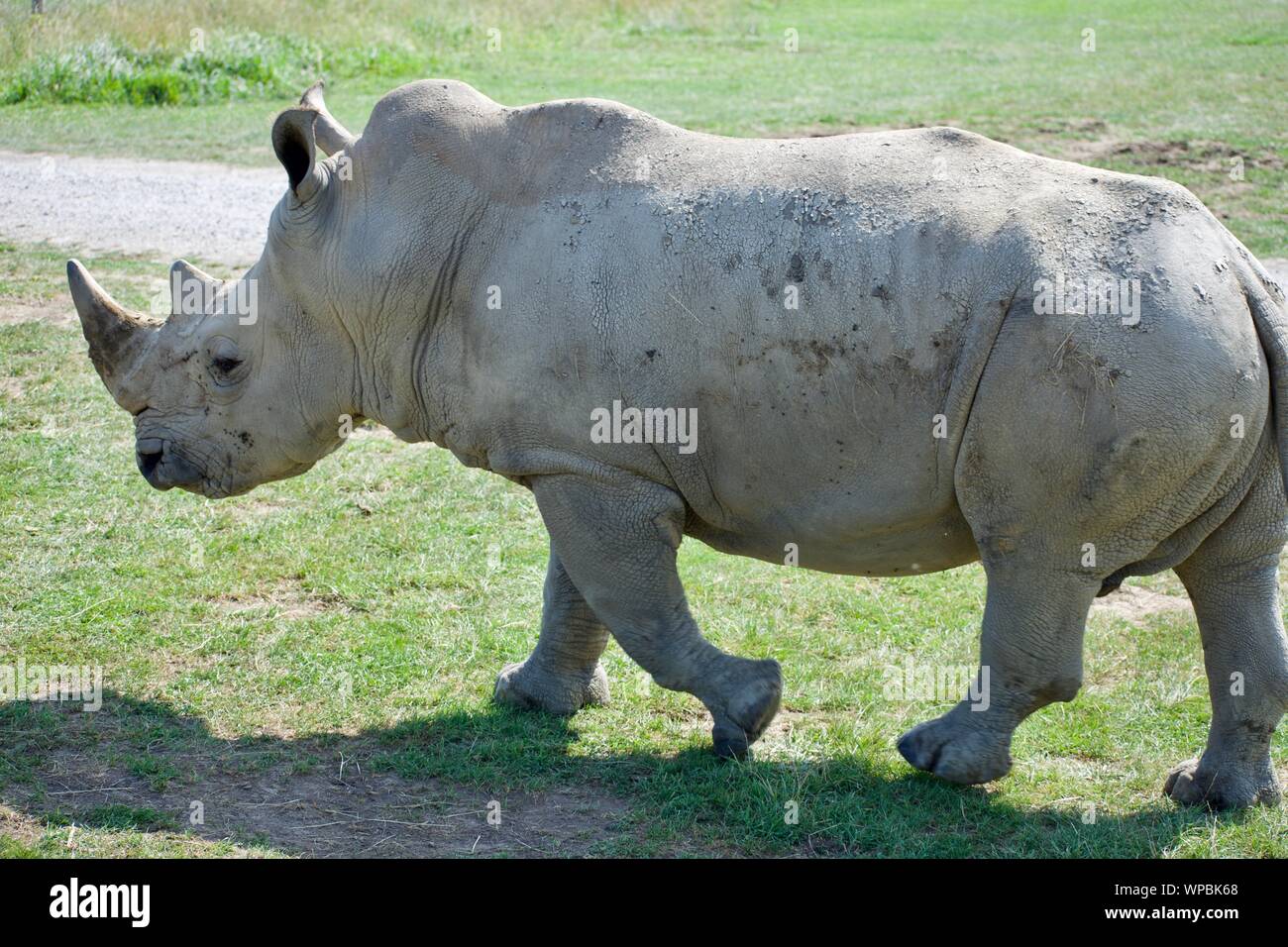 Seul rhinocéros blanc à l'arrière-pays sauvage de l'Ohio à Cumberland. Lèvres large rhinoceros souvent chassé pour l'ivoire de leurs cornes. Considéré comme l'un des Big 5, le Banque D'Images