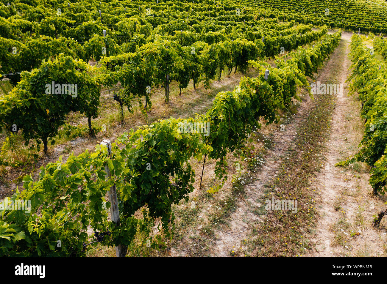Belle Vallée en Toscane, Italie. Les vignes et le paysage Banque D'Images