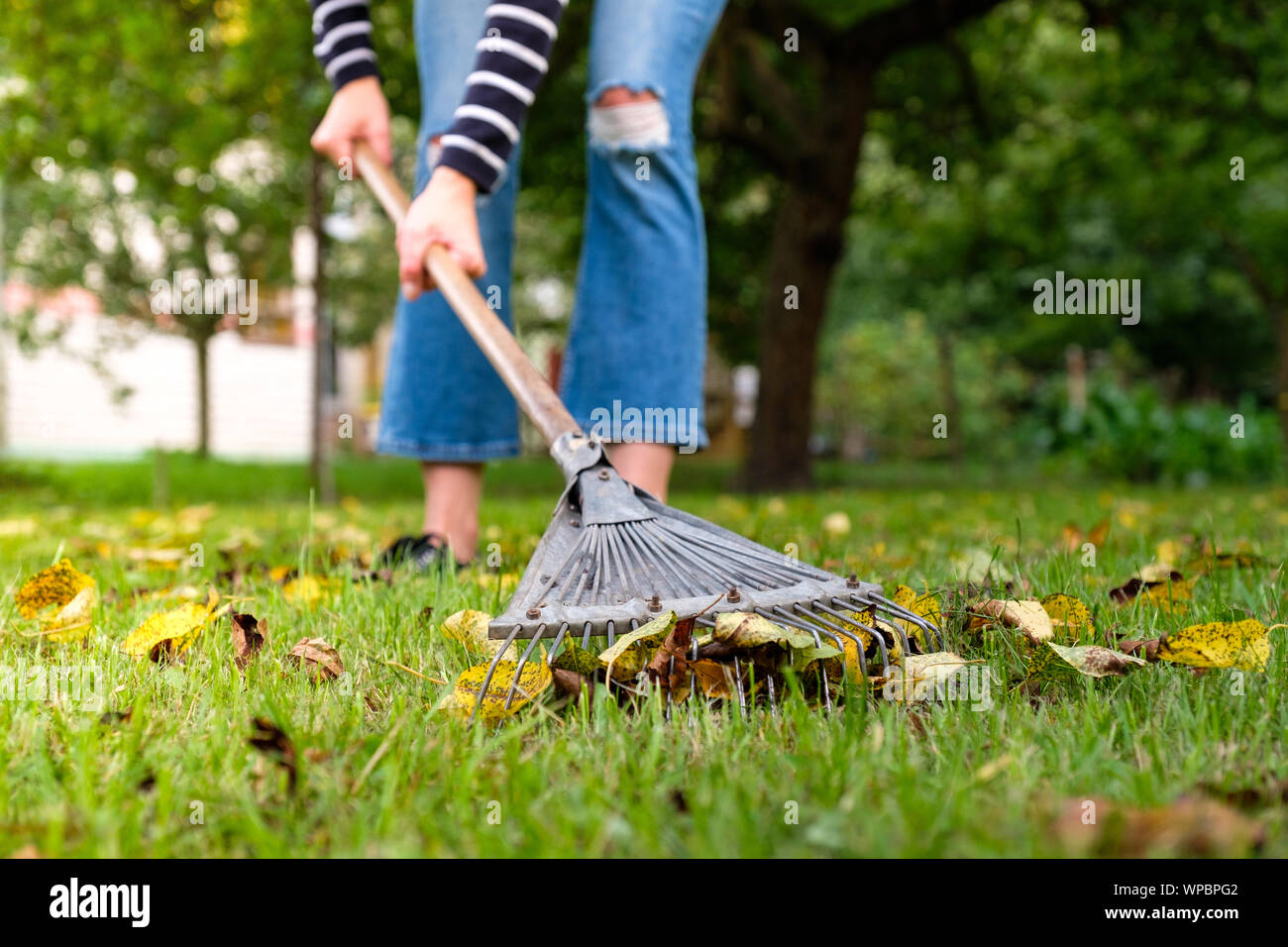 Ratissage des feuilles tombées dans le jardin. Femme pelouse jardinier nettoyage de feuilles en arrière-cour. Femme debout avec rake. Travail saisonnier d'automne dans le jardin. Banque D'Images