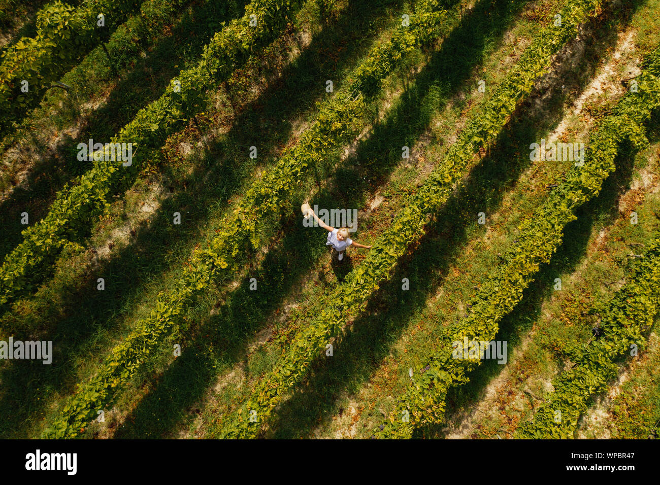 Vue aérienne de la belle fille de hat se dresse sur une grande plantation de vigne. Banque D'Images