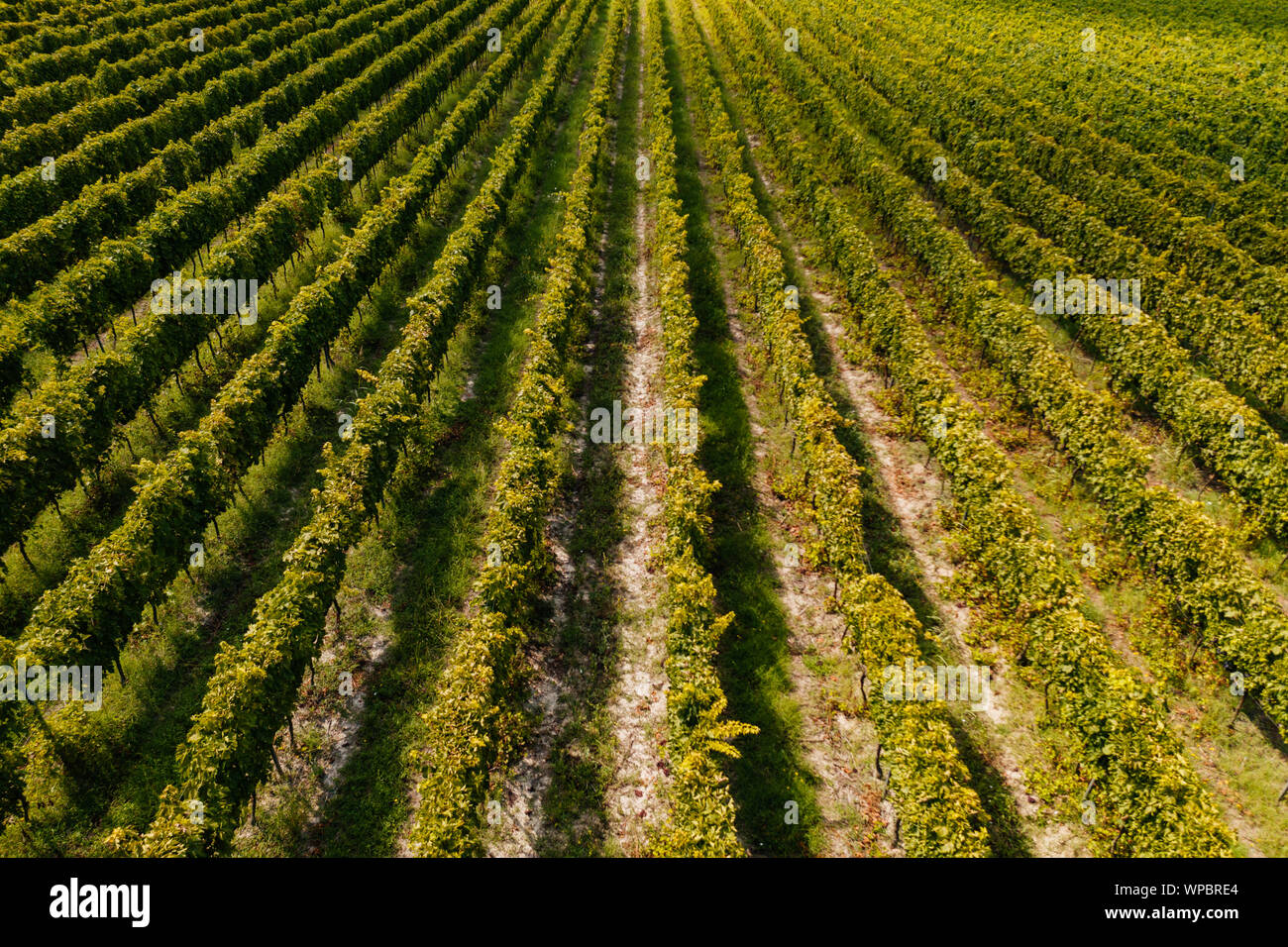 Belle Vallée en Toscane, Italie. Les vignes et le paysage Banque D'Images
